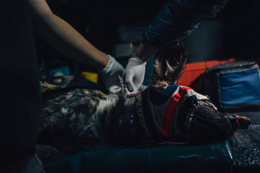 Putting a tracking collar on one of Africa's most Endangered large carnivores