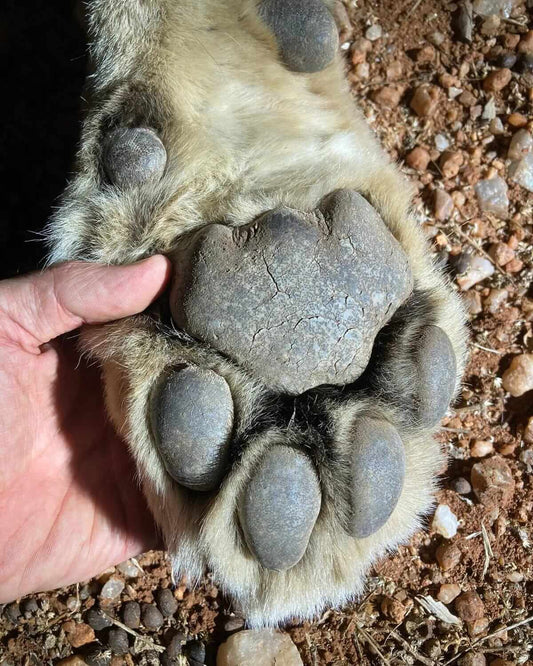 Always Expect the Unexpected - Double Lion Rescue (1 Planned, 1 Unplanned)
