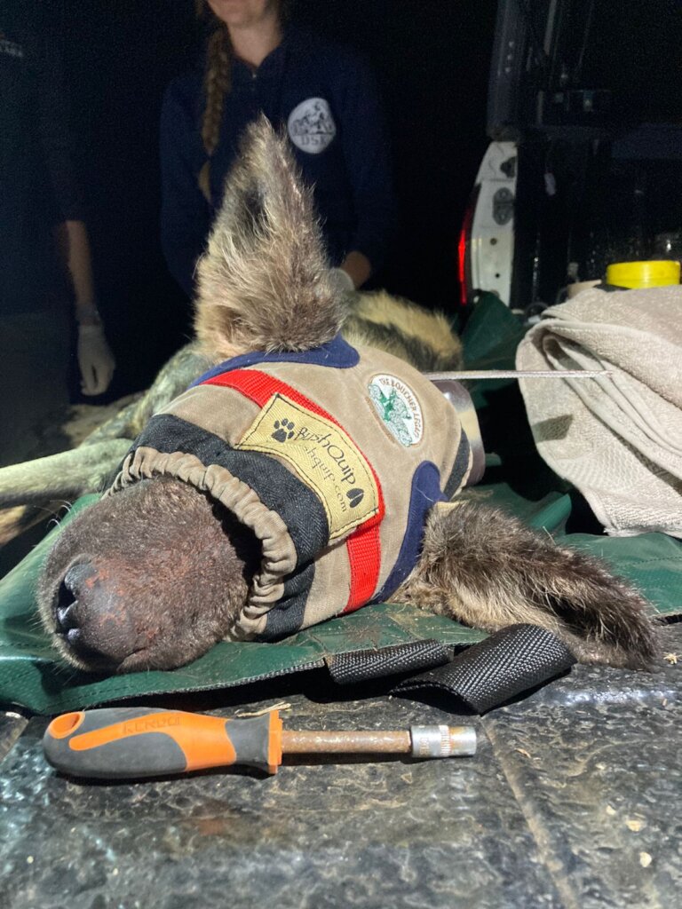 Wildlife Tracking Collars - Our Main Fundraising Goal for 2024