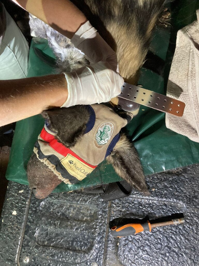 Wildlife Tracking Collars - Our Main Fundraising Goal for 2024