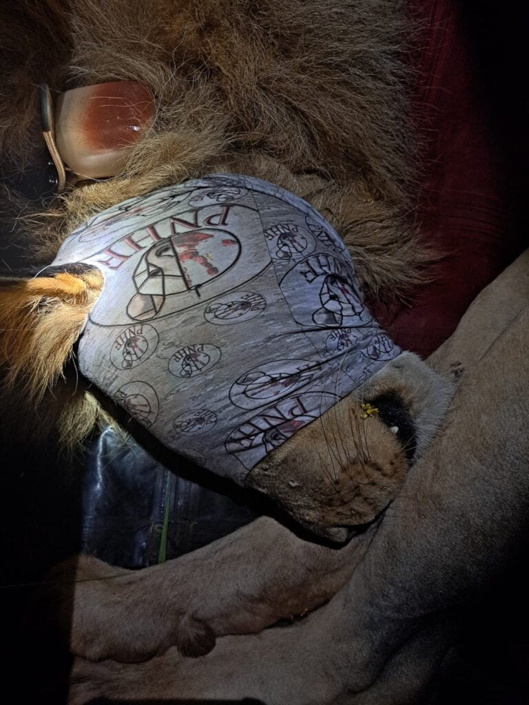 Wildlife Tracking Collars - Our Main Fundraising Goal for 2024