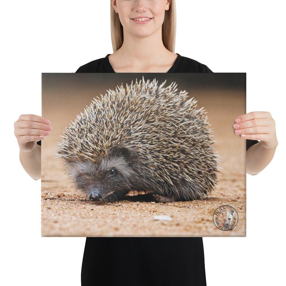 PHNF Hedgehog Canvas