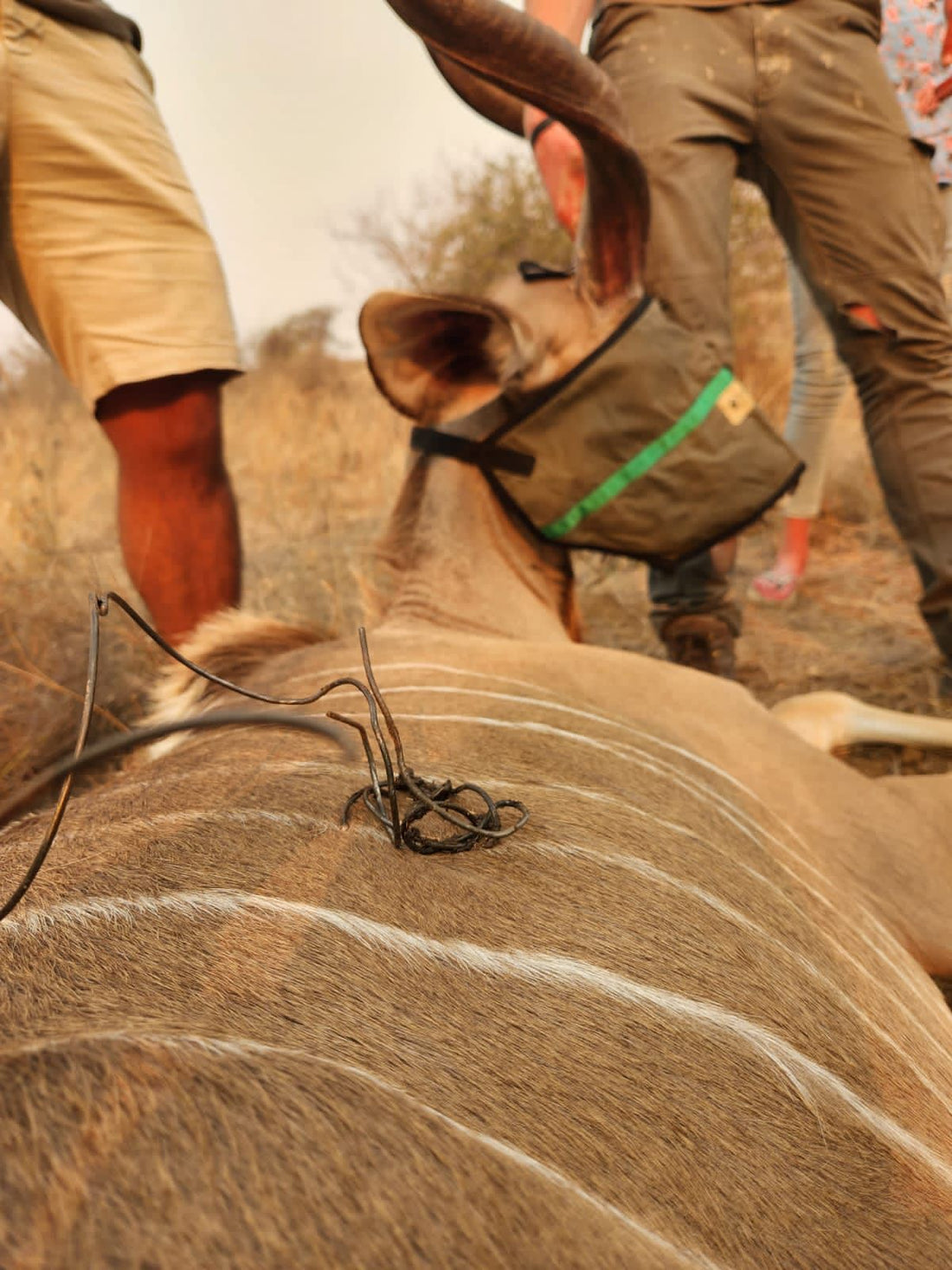 Rescuing a kudu bull from a snare