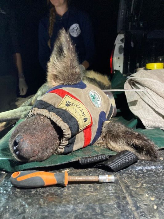 Wildlife Tracking Collars - Our Main Fundraising Goal for 2024